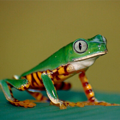 splendid leaf frog - costa rica grenouille costa rica