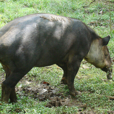 tapir costa rica tapir costa rica