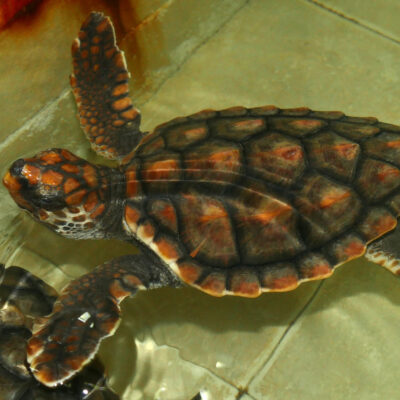 tortue caouanne - costa rica tortue costa rica