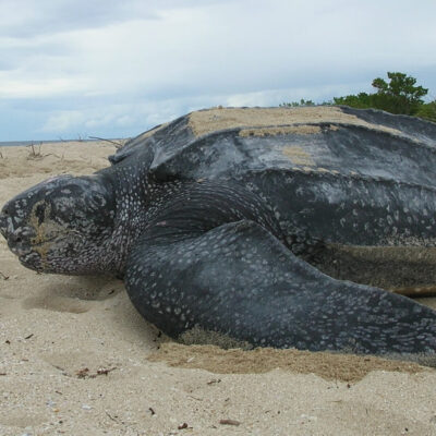tortue luth - costa rica tortue costa rica