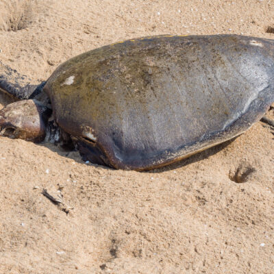 tortue olivatre costa rica tortue costa rica