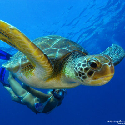 tortue verte - costa rica tortue costa rica