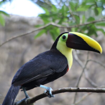 toucan tocard - Costa Rica toucan costa rica
