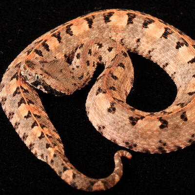 vipère à nez de cochon _ costa rica serpent costa rica