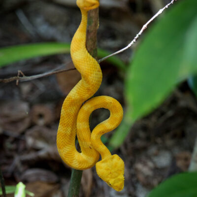 vipère de Schlegel - costa rica serpent costa rica