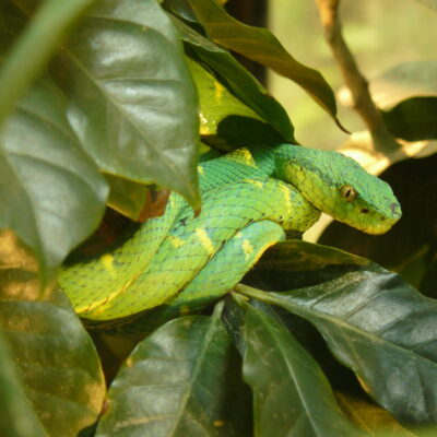 vipère des palmiers - costa rica serpent costa rica