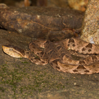 vipère fer de lance - costa rica serpent costa rica