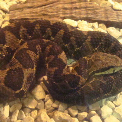 vipère picado - costa rica serpent costa rica