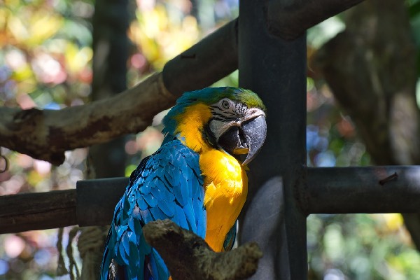 perroquet - caraïbes - activités