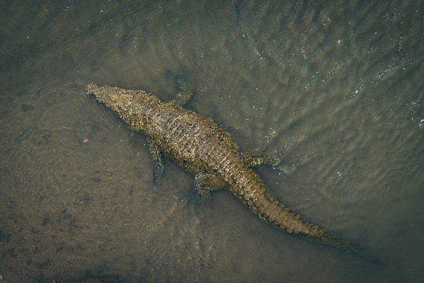 crocodile - Costa Rica crocodile - Costa Rica