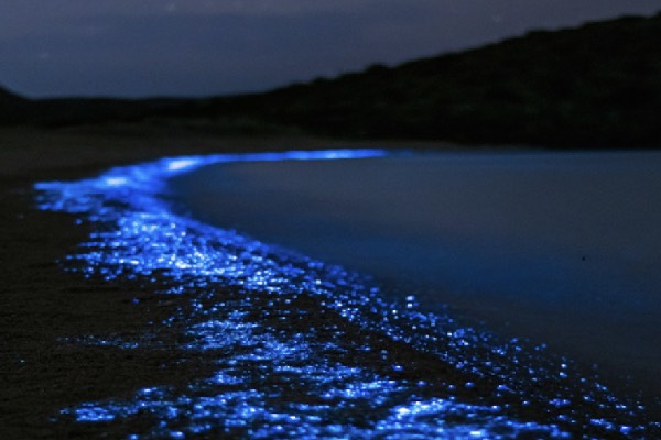 bioluminescence - Costa Rica bioluminescence - Costa Rica