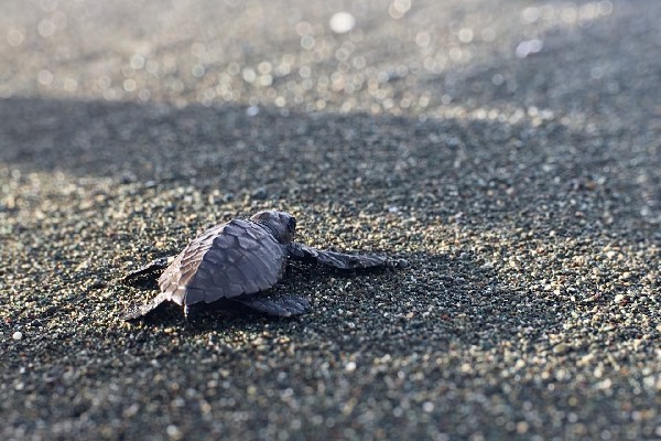 tortue Costa Rica