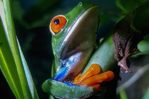tour nocturne - costa rica - activités grenouille costa rica tour nocturne