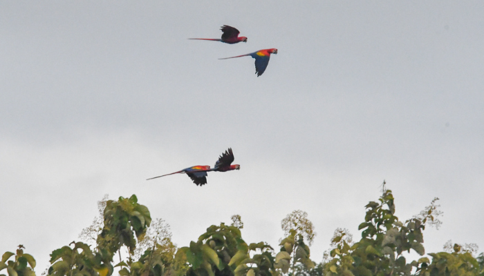Grand Aras Rouge dans le Parc nationale de Carara