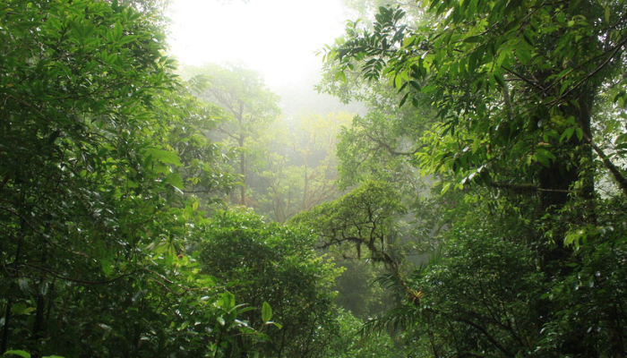 Forêt de nuage Monteverde
