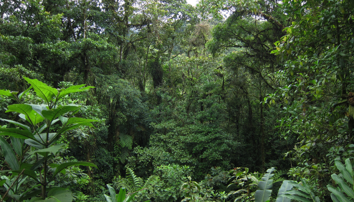 Végétation luxuriante du parc national de Tapanti