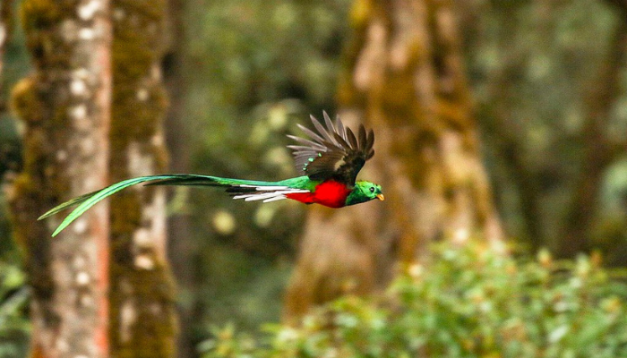 Quetzal Resplendissant en vol