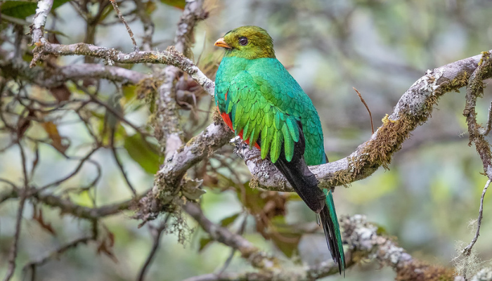 Quetzal doré