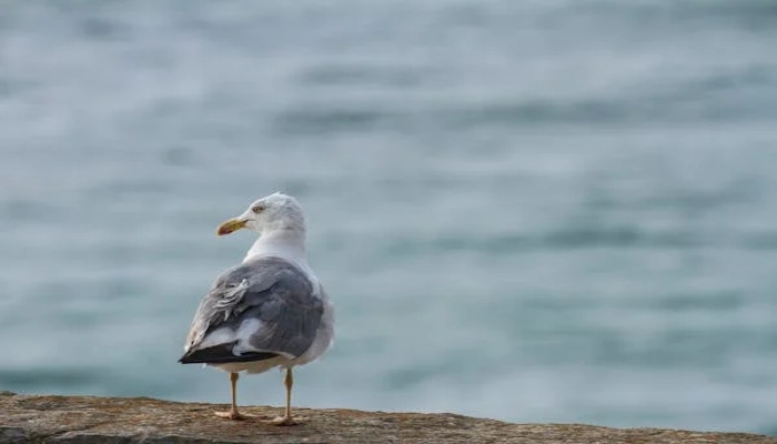 île réserve Guayabo