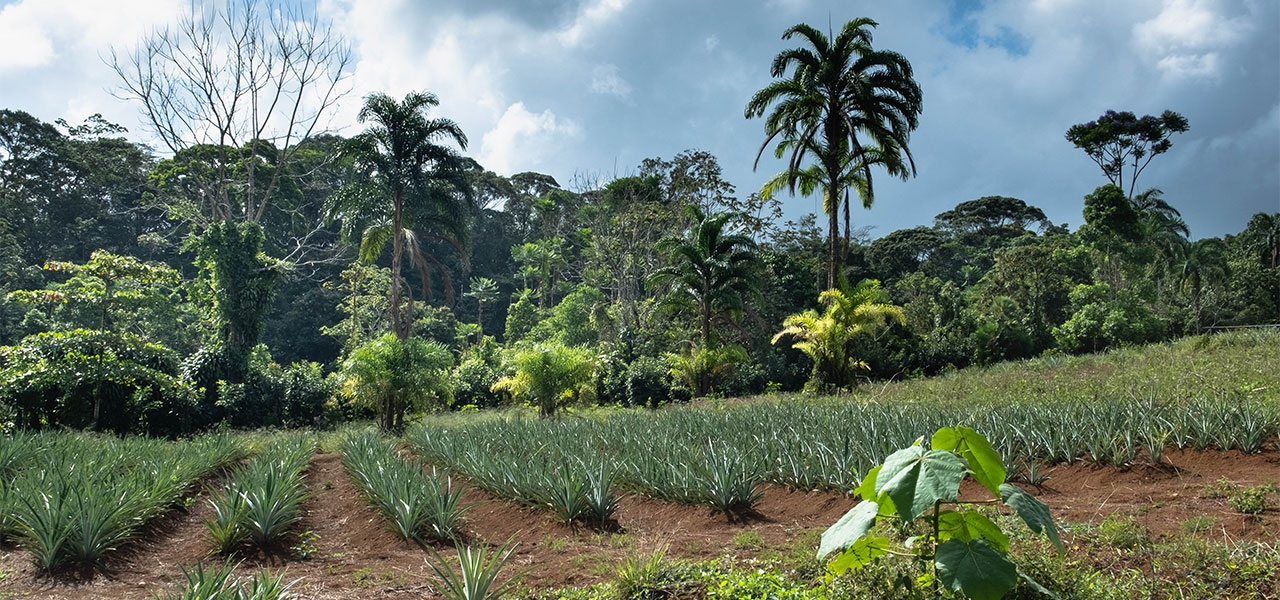 Finca Sura Sarapiqui