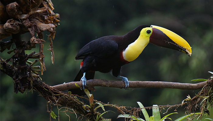 toucan-corridor-biologique