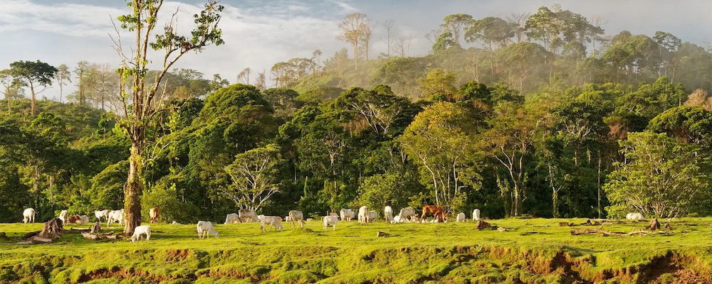 Boca Tapada, nature sauvage du nord du Costa Rica – Voyage écotourisme copy Paysage de forêt tropicale et de plaines verdoyantes à Boca Tapada, région de San Carlos au nord du Costa Rica