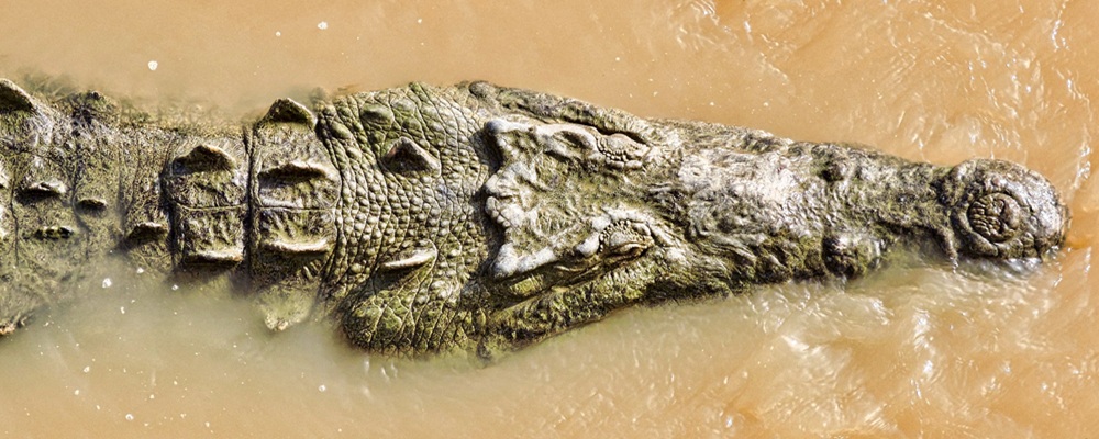Crocodile, Tarcolès Crocodile dans la rivière Tarcolès, faune sauvage du Costa Rica