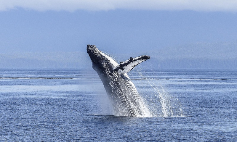 Baleine à bosse dans l'océan Pacifique au large du Costa Rica