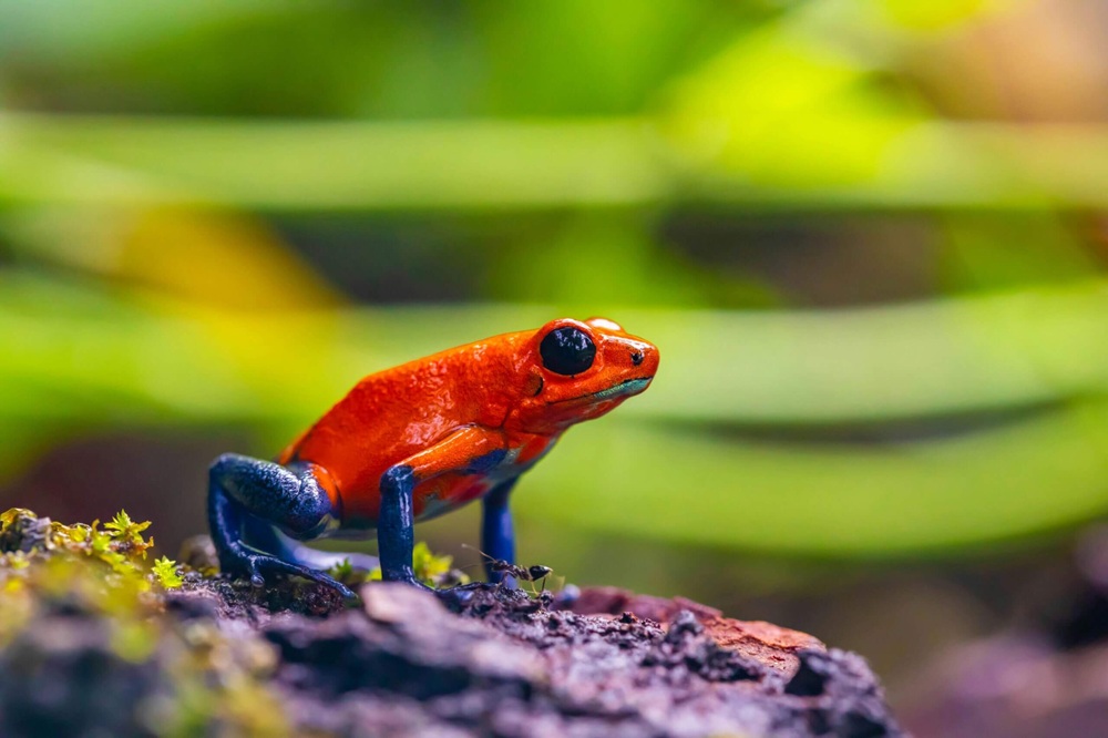 Dendrobate fraise rouge et bleue