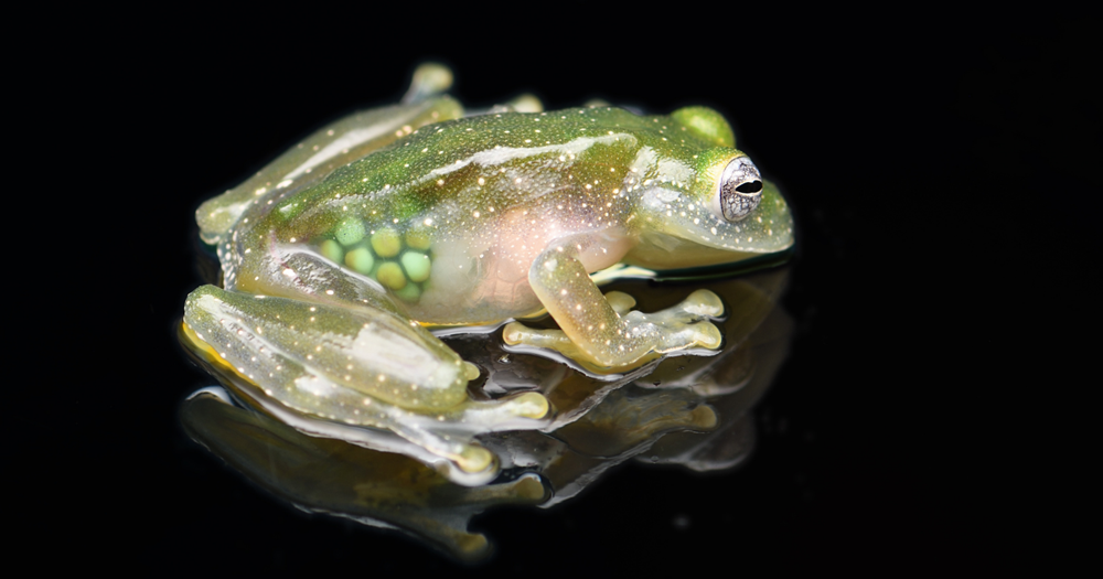 Grenouille de verre