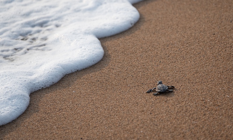 Naissance de tortues marines sur la plage de Tortuguero, côte Caraïbe du Costa Rica
