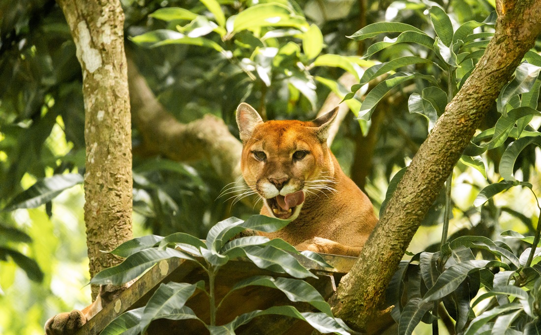Puma observé dans le parc national Corcovado lors d'un voyage sur mesure au Costa Rica
