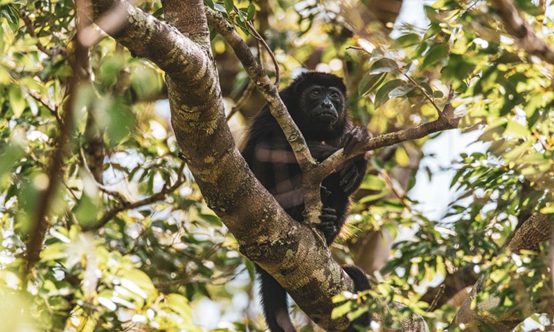Singe hurleur dans la forêt sèche du Guanacaste, Costa Rica