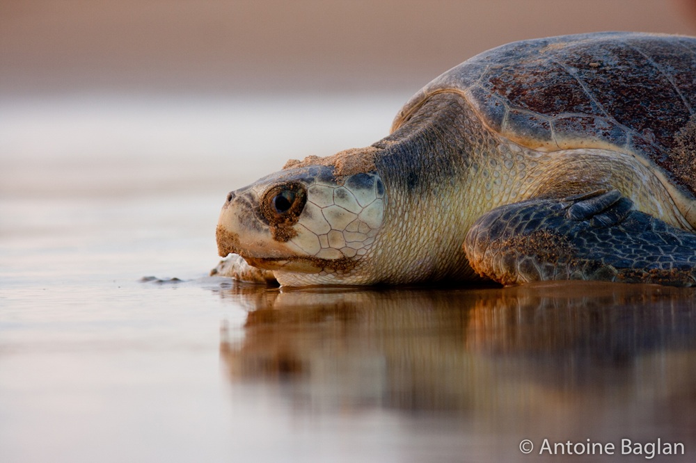 Tortue olivâtre