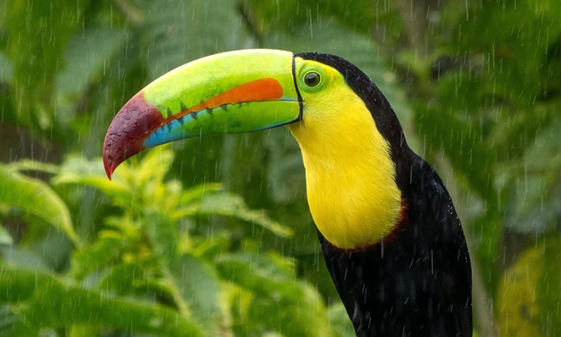 Toucan dans la forêt de nuages de Monteverde, Costa Rica