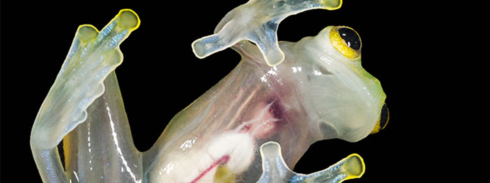 Grenouille de verre vue de dessous, à la peau transparente, espèce de la forêt tropicale du Costa Rica