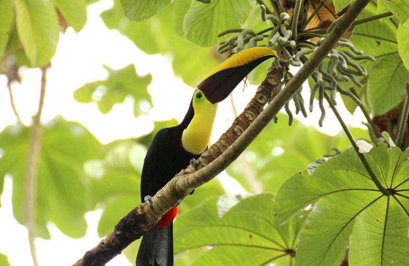 Pierre, guide d'Arawak Experience, au Costa Rica